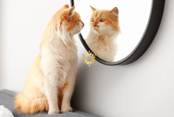 Self Awareness 101 1 - Persaudaraan Matahari Sekolah Kehidupan