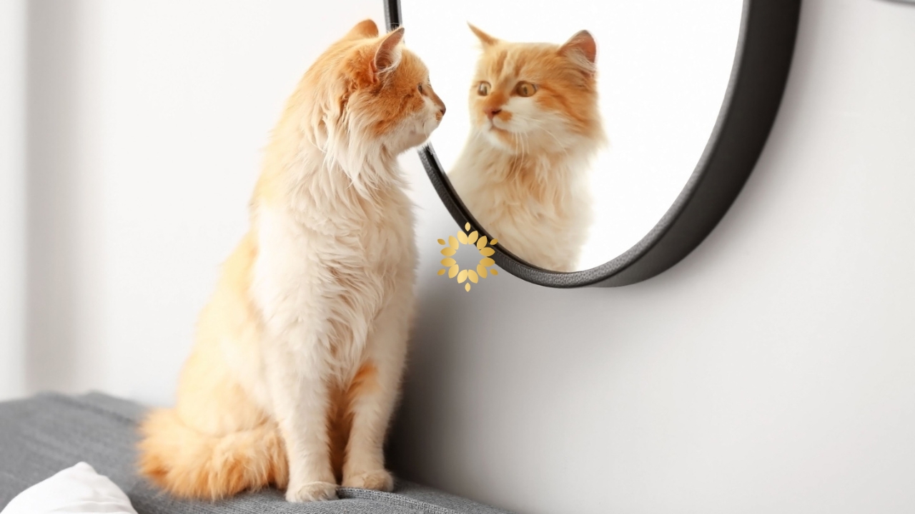 Self Awareness 101 1 - Persaudaraan Matahari Sekolah Kehidupan