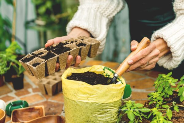 Nanam Bibit Masalah Sendiri, Panennya kok Dipertanyakan