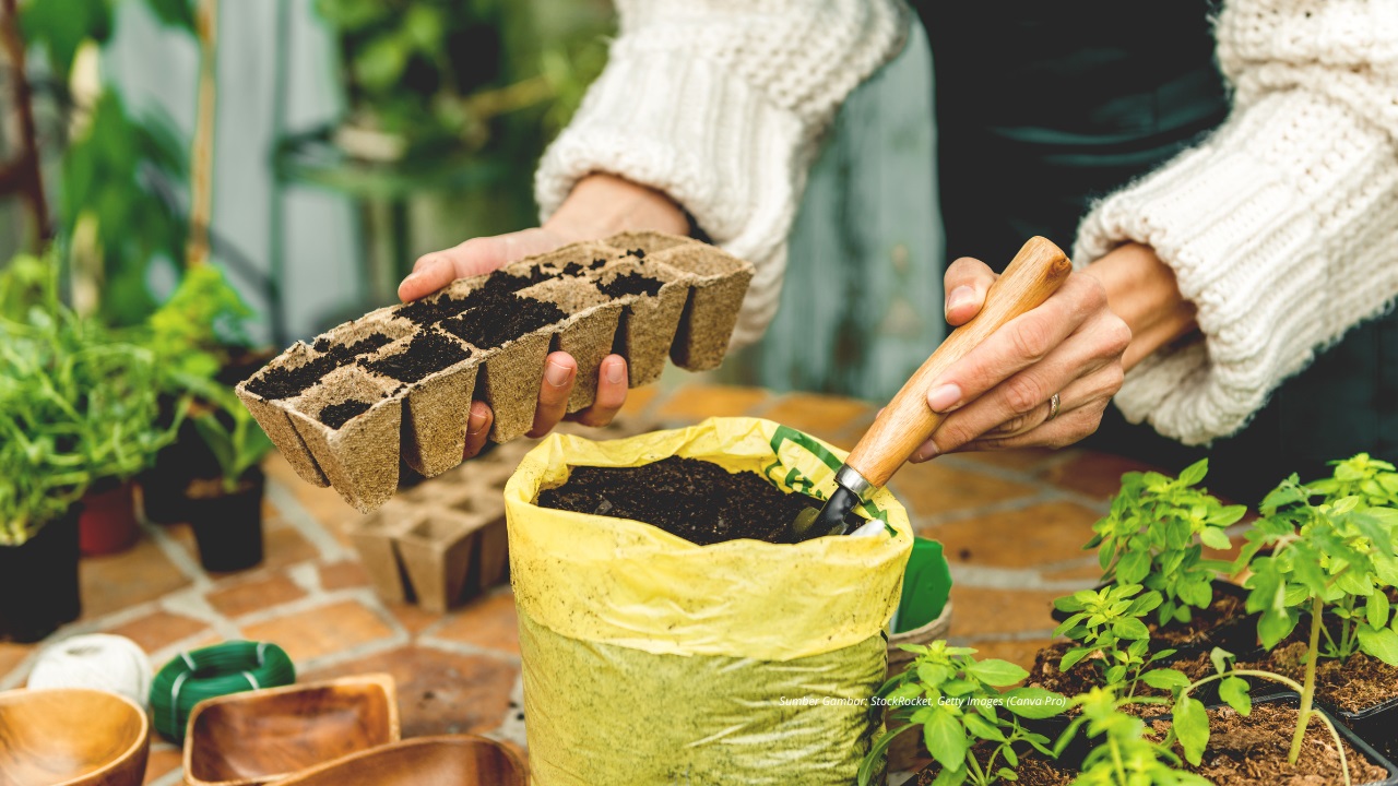 Nanam Bibit Masalah Sendiri, Panennya kok Dipertanyakan